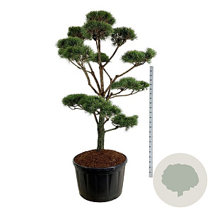 Pinus sylvestris 225-250 cm cont. 285L bonsai