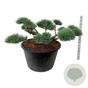 Pinus sylv. 'Repens' 150-175 cm cont. 500L bonsai
