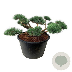 Pinus sylv. 'Repens' 150-175 cm cont. 500L bonsai