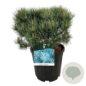 Pinus sylv. 'Watereri' 40-50 cm 15L
