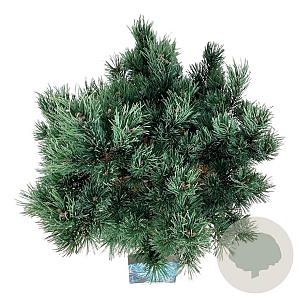 Pinus sylv. 'Watereri' 50-60 cm 30L extra