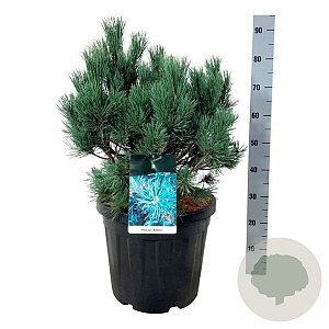 Pinus sylv. 'Watereri' 50-60 cm 30L extra