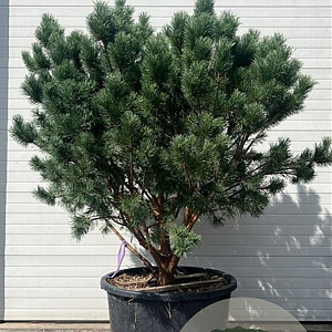 Pinus sylv. 'Watereri' 160-180 cm container meerstammig