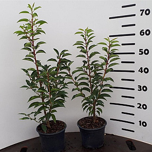 Prunus l. 'Angustifolia' 40-60 cm 2,0L
