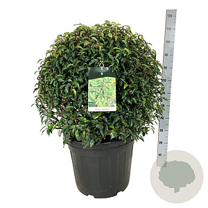 Prunus l. 'Angustifolia' 70-80 cm 50L bol extra