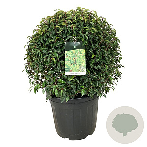 Prunus l. 'Angustifolia' 70-80 cm 50L bol extra