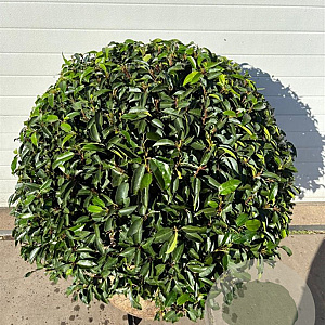 Prunus l. 'Angustifolia' 90-100 cm draadkluit bol