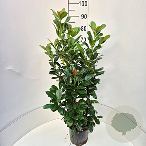 Prunus l. Bonaparte 125-150 cm met kluit