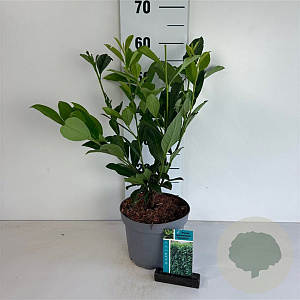 Prunus l. 'Caucasica' 60-80 cm 35L