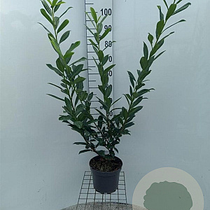 Prunus l. 'Caucasica' 80-100 cm 5,0L