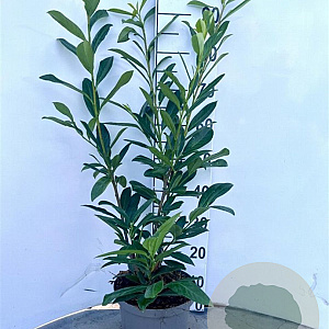 Prunus l. 'Caucasica' 80-100 cm 5,0L