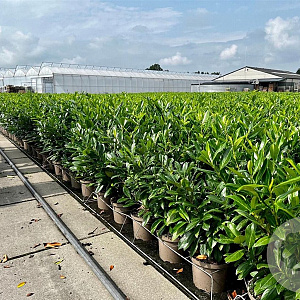 Prunus l. 'Caucasica' 80-100 cm 5,0L