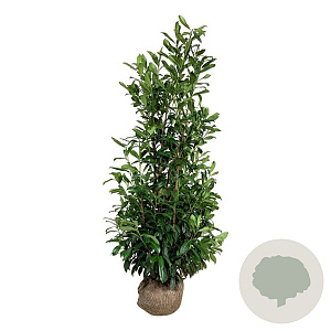 Prunus l. 'Caucasica' 150-175 cm met kluit extra