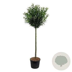 Prunus l. 'Caucasica' 180 cm stam cont. 130L extra