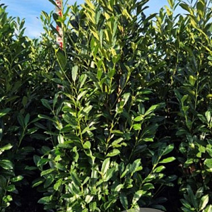 Prunus l. Elly 150-175 cm met kluit extra