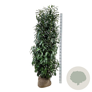 Prunus l. Elly 200-225 cm met kluit extra