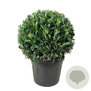 Prunus l. 'Herbergii' 80-90 cm cont. 90L bol extra