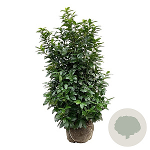 Prunus l. Kleopatra 150-175 cm met kluit extra
