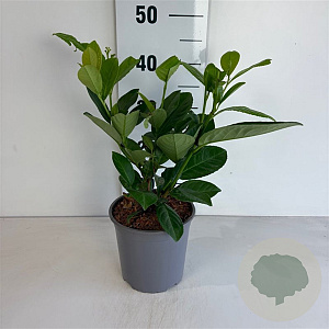 Prunus I. 'Rotundifolia' 30-40 cm 25L
