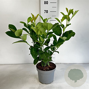 Prunus I. 'Rotundifolia' 60-80 cm 35L