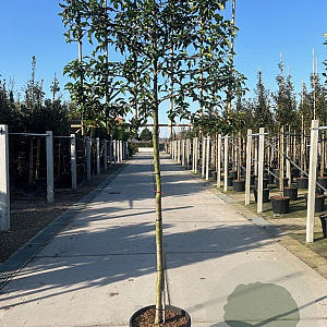 Prunus lusitanica 'Brenelia' 8-10 HO met kluit opgepot lei 140x120
