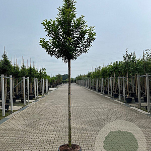 Prunus lusitanica 'Brenelia' 12-14 HO 45L