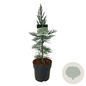 Sequoiadendron g. 'Glaucum' 50-60 cm 6L