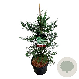 Sequoiadendron g. 'H. Mammoth One' 80-100 cm 15L