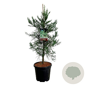Sequoiadendron g. 'H. Mammoth One' 80-100 cm 15L
