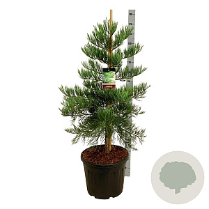 Sequoiadendron g. 'H. Mamm. Three' 100-125 cm cont. 55L extra