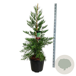 Sequoiadendron g. 'H. Mamm. Three' 125-150 cm cont. 55L extra