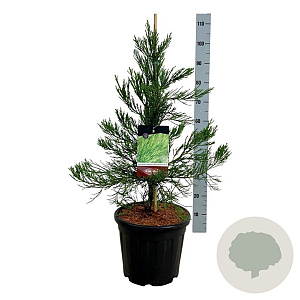 Sequoiadendron g. 'H. Mammoth Two' 60-80 cm 15L