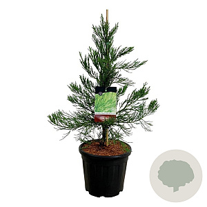Sequoiadendron g. 'H. Mammoth Two' 60-80 cm 15L