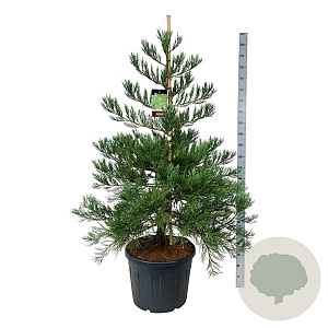 Sequoiadendron g. 'H. Mammoth Two' 150-175 cm cont. 90L extra
