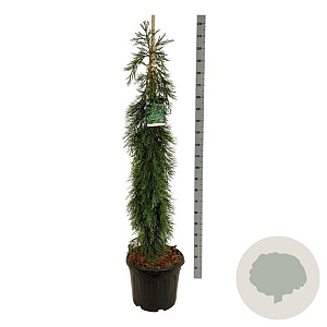 Sequoiadendron g. 'Pendulum' 170-200 cm cont. 55L extra