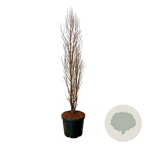 Taxodium dist. Lindsey's Skyward 170-200 cm cont. 55L extra