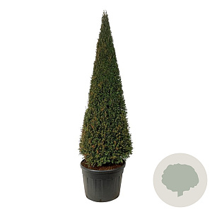 Taxus baccata 200-225 cm cont. 130L piramide