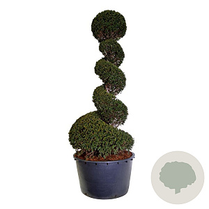 Taxus baccata 200-225 cm cont. 230L spiraal