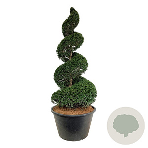 Taxus baccata 225-250 cm cont. 500L spiraal