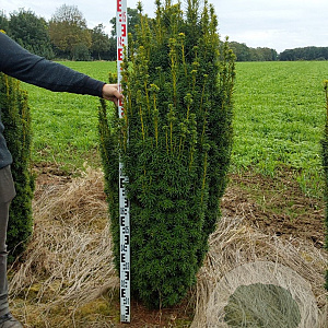 Taxus b. 'David' 140-160 cm met kluit