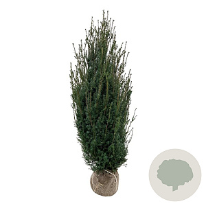 Taxus media 'Hicksii' 160-180 cm met kluit extra