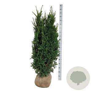 Taxus media 'Hillii' 140-160 cm met kluit extra