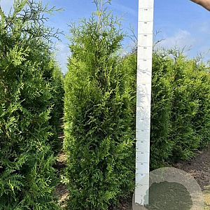 Thuja occ. 'Brabant' 160-180 cm met kluit