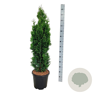 Thuja occ. 'Degroot's Spire' 100-120 cm 15L