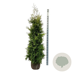 Thuja occ. 'Golden Brabant' 180-200 cm met kluit extra