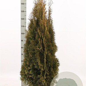 Thuja occ. 'Smaragd' 100-120 cm met kluit