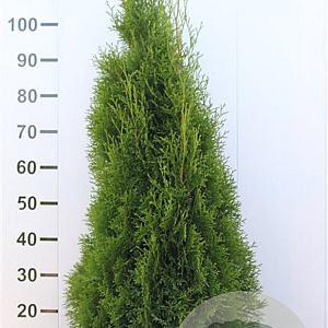 Thuja occ. 'Smaragd' 100-120 cm met kluit
