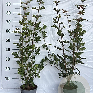 Acer campestre 80-100 cm 2,0L