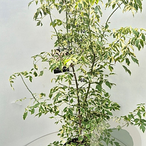 Acer negundo 'Variegatum' 150-175 cm 10L