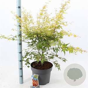 Acer pal. 'Katsura' 60-70 cm 10L